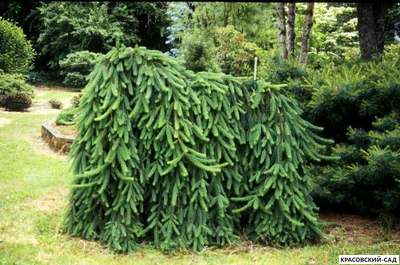 Ель Фробург - Фото 2 - красовский-сад.рф