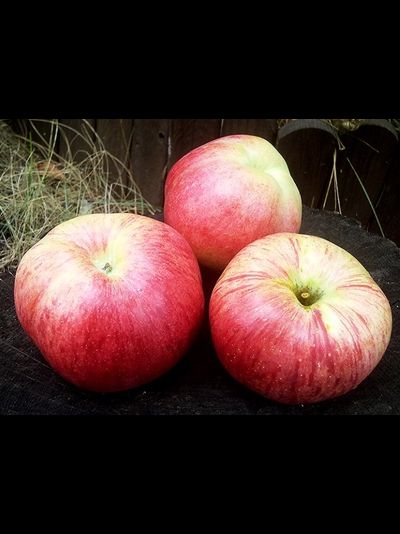 Память Мичурина (яблоня)