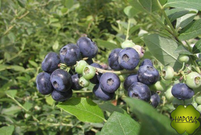 Голубика "РЕКА" (раннее плодоношение, саженец 1,5 года)