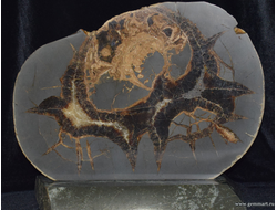 Септария, кальцит, полированный спил с фрагментами раковины аммонита на подставке из камня 325*110*200мм