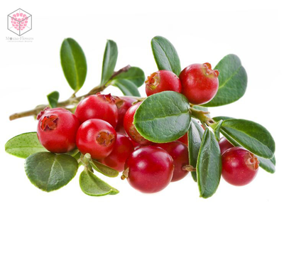 "Листья брусники (крупные) " вайнер и каттеры