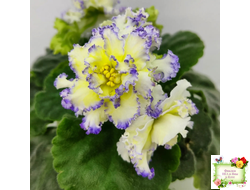 ЛЕ-Золото Нибелунгов (Е. Лебецкая) 2017 г.