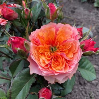 Кенсингтон Гарденс (Kensington Gardens) роза, ЗКС