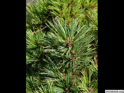 Сосна кедровая европейская Ортлер - Ortler