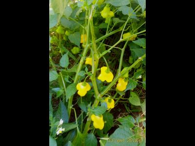 Перец острый Aji White Fantasy