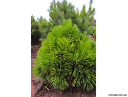 Сосна Варелла - Varella