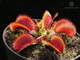 Dionaea muscipula Bohemian garnet