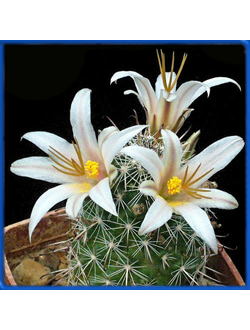 Mammillaria louisae SB 1899