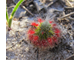 Геммы Drosera Sargentii