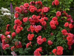 Ютерсен Розенкенигин (Uetersens Rosenkonigin) шр