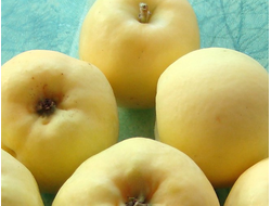 Свердловчанин (яблоня)