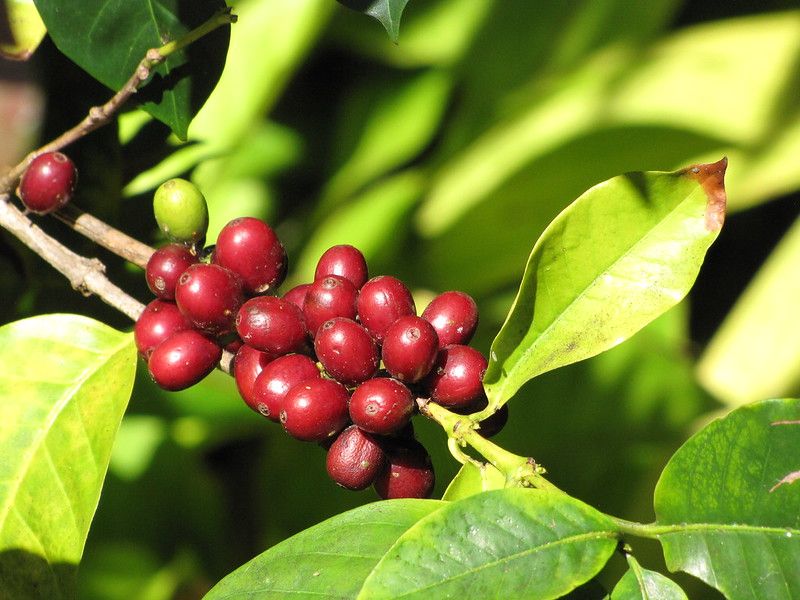 Фото: дерева Coffea arabica (Arabian coffee)