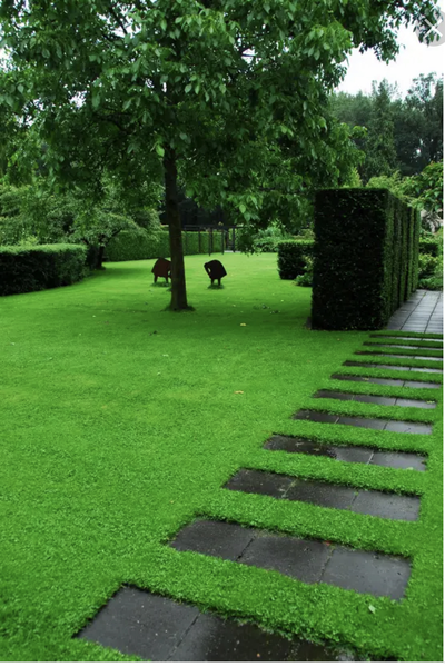 Премиум газон "Эталон"  10кг