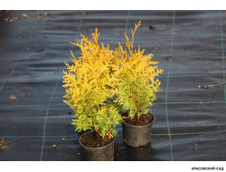 Туя Салланд - Salland