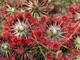 Drosera "Pygmaea"