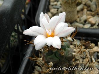 Turbinicarpus macrochele - 5 семян