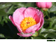 Paeonia Roselette
