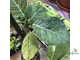 Ficus septica "gold splash" / фикус септика голд сплеш