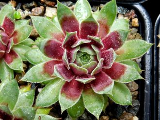 Sempervivum 'MULBERRY WINE' - розетка