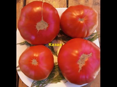 Томат Казан