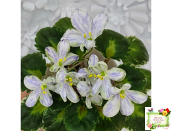 ЛЕ-Лунный Жемчуг (Е. Лебецкая) 2020 г. (детка)