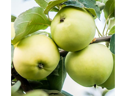 Яблоня Белый налив (ОКС)