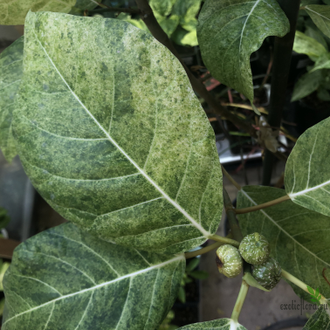 Ficus septica "gold splash" / фикус септика голд сплеш