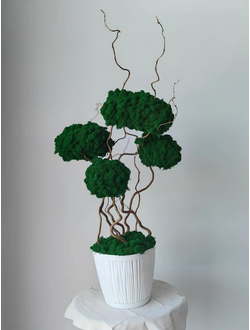 Живые ЭКО-картины из стабилизированног мха