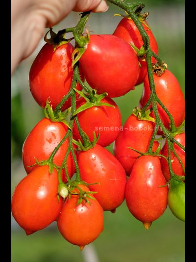 Томат Матрешка, 10 шт