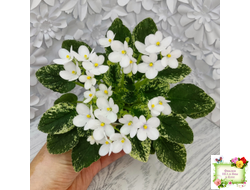 Alan’s Fallen Angel (A.Murphy) трейлер