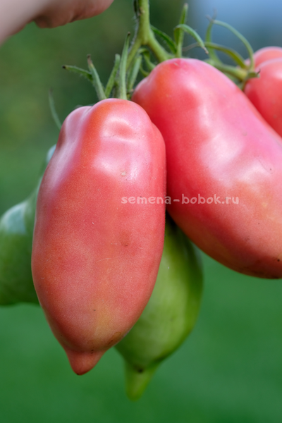 Томат Брикодейки Минусинские, 10 шт