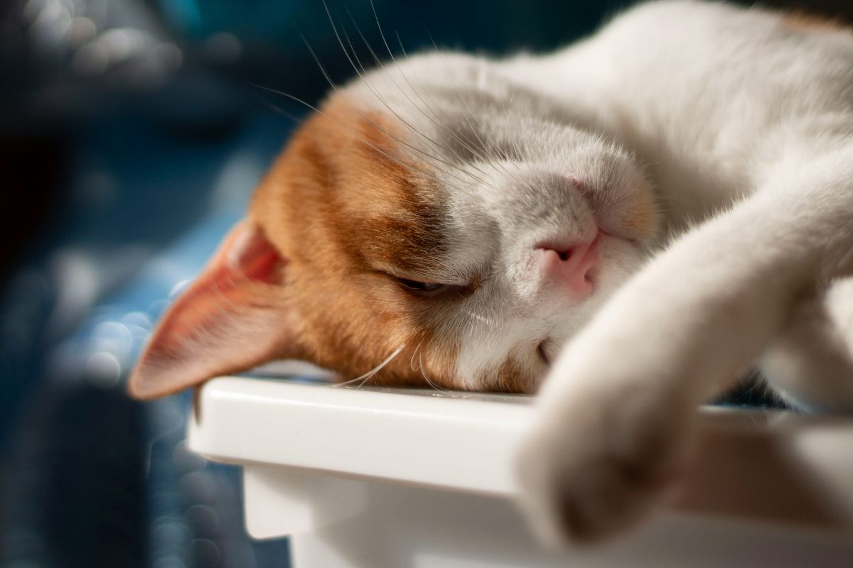 Как спят кошки: рассказываем о снах