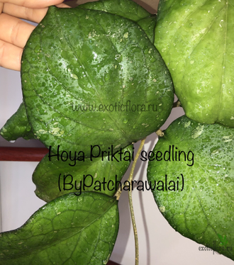 Hoya Priktai seedling (ByPatcharawalai)