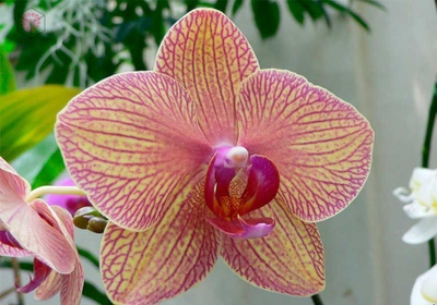 "Серединка орхидеи фаленопсис" вайнеры и каттеры