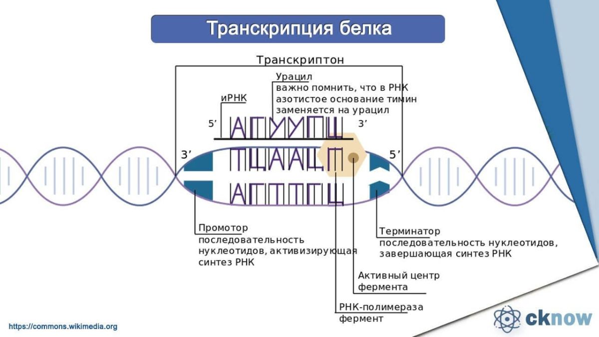 Кодирование и реализация генетической информации. Этапы реализации генетической информации.