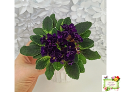 ЛЕ-Мия (Е.Лебецкая) 2018 г. (стартер)