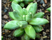Pachyphytum compactum - растение 40 мм