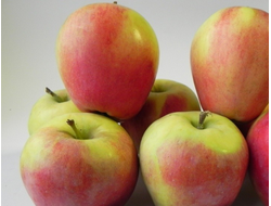 Находка Лебедянска (яблоня)