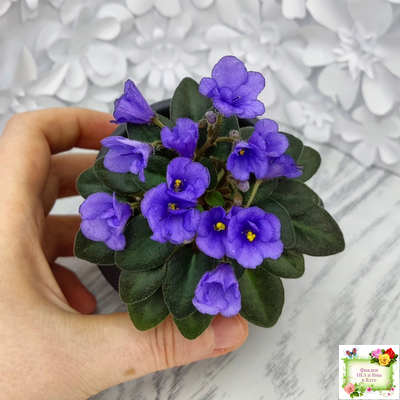 Rob's Twinkle Blue (R.Robinson)