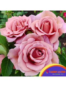 Коко Локо (Koko Loko)