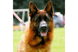 Нота Лайф Тайгер