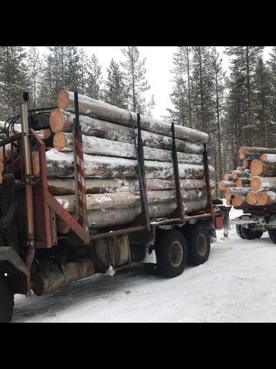 Бревно Кело диаметр 38 см, длина 6 м