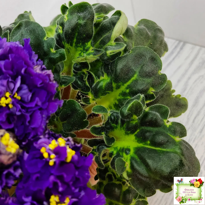 ЛФ-Лилия (Л. Федосеева) 2019 г.