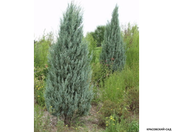 Можжевельник Пэтфиндер - Pathfinder