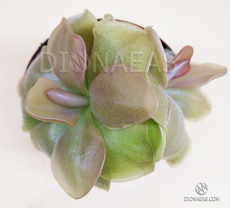 Pinguicula Weser