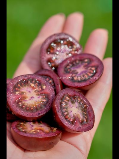 Томат Empress Purple Tomato (Черничный Щербет), 8 шт