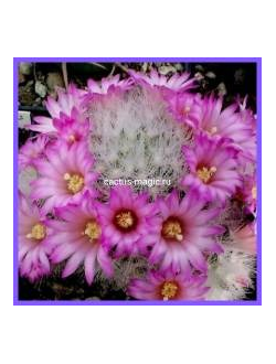 Mammillaria laui v. dasyacantha L 1219