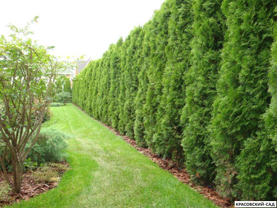 Живая изгородь из туи западной Смарагд - Smaragd