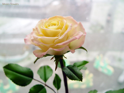 "Свет моей души". Роза из полимерной глины.