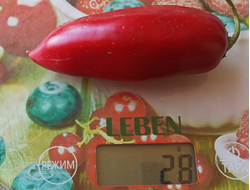 Перец острый Jalapeno Craig's Grande